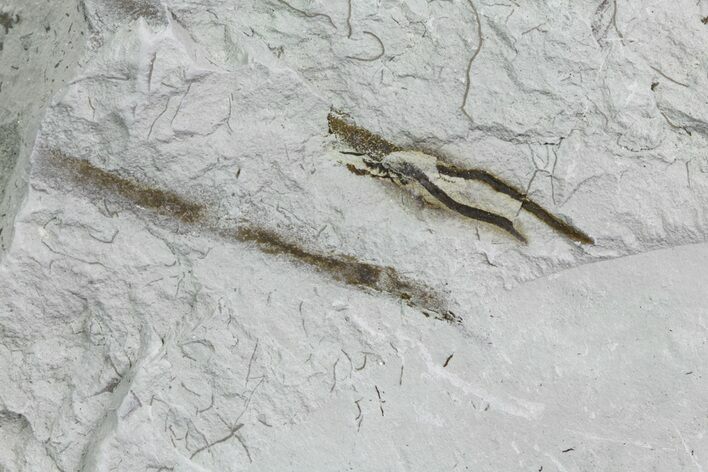 Ediacaran Aged Fossil Worms (Sabellidites) - Estonia #73519